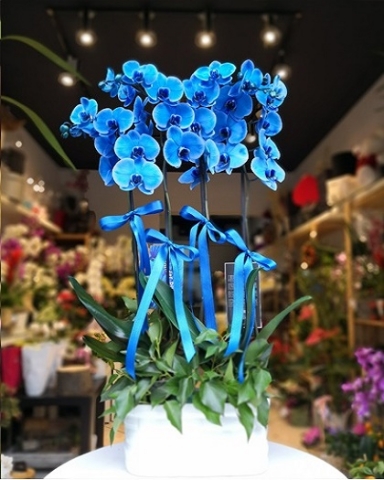 Dört Dallı Mavi Orkide